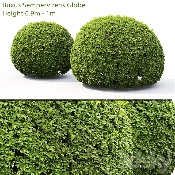 Buxus 3D Model Buxus 3D Model