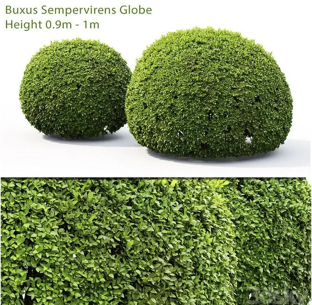 Buxus 3D Model