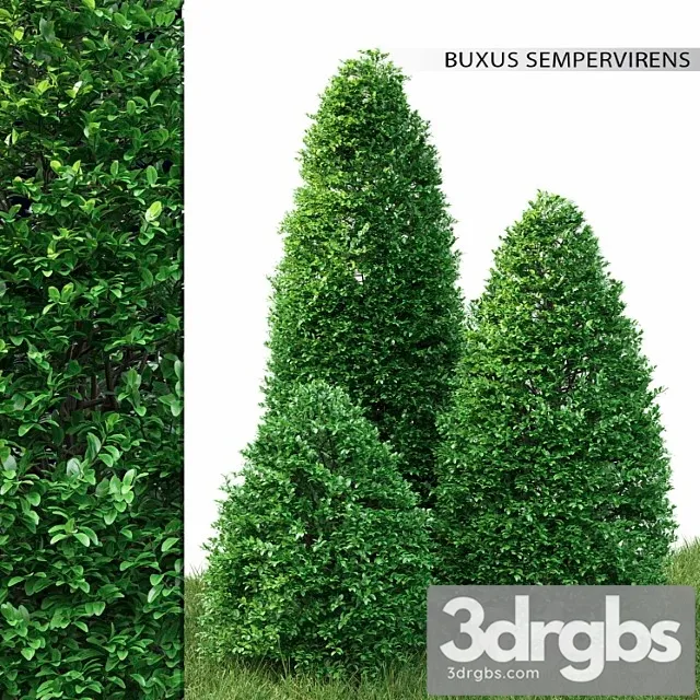 Buxus 3D Model Download