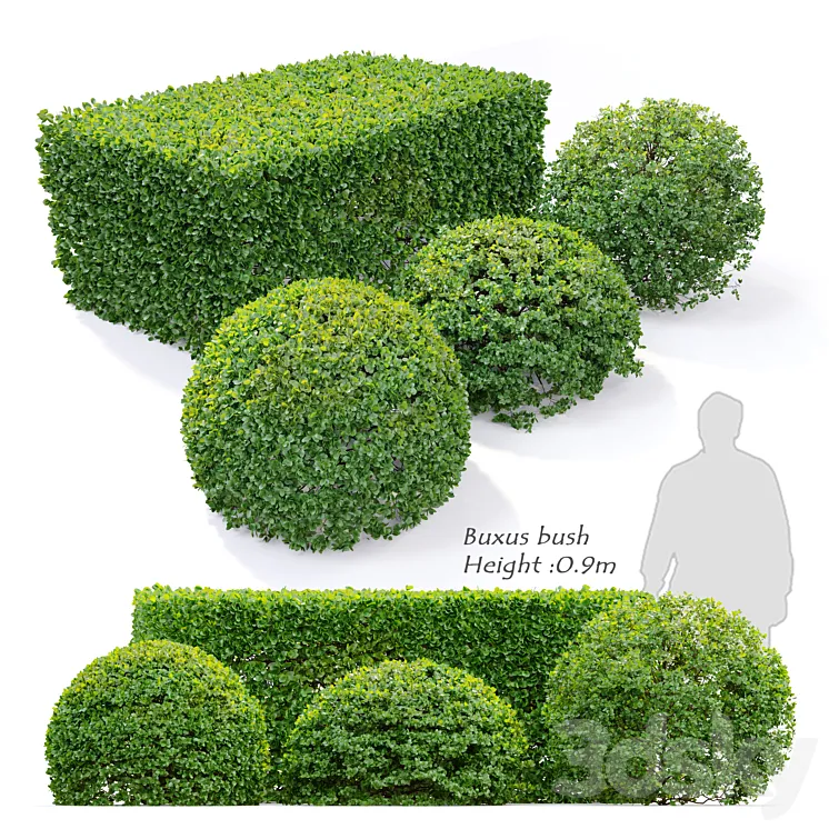 Buxus 3D Model Free Download Buxus 3D Model Free Download
