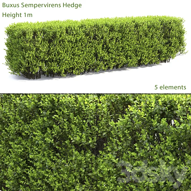 Buxus 3DModel
