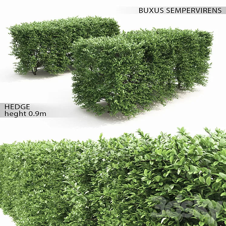 Buxus hedge 3D Model