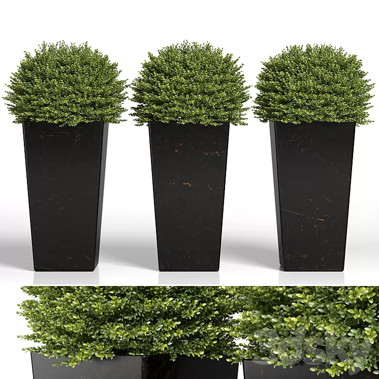 Buxus sempervirens in modern planters 3D Model Free Download