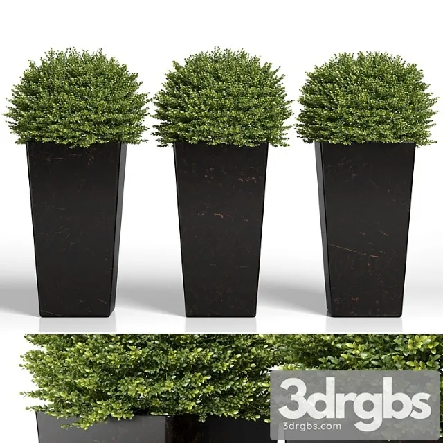 Buxus sempervirens in modern planters Buxus sempervirens in modern planters