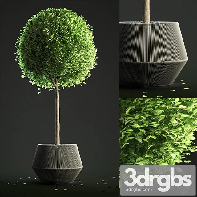 Buxus sempervirens in pot Buxus sempervirens in pot