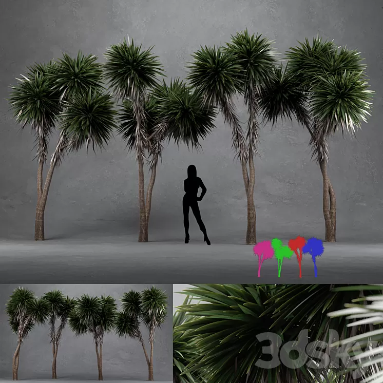 Cabbage Tree – Cordyline Australis – Large01 3D Model