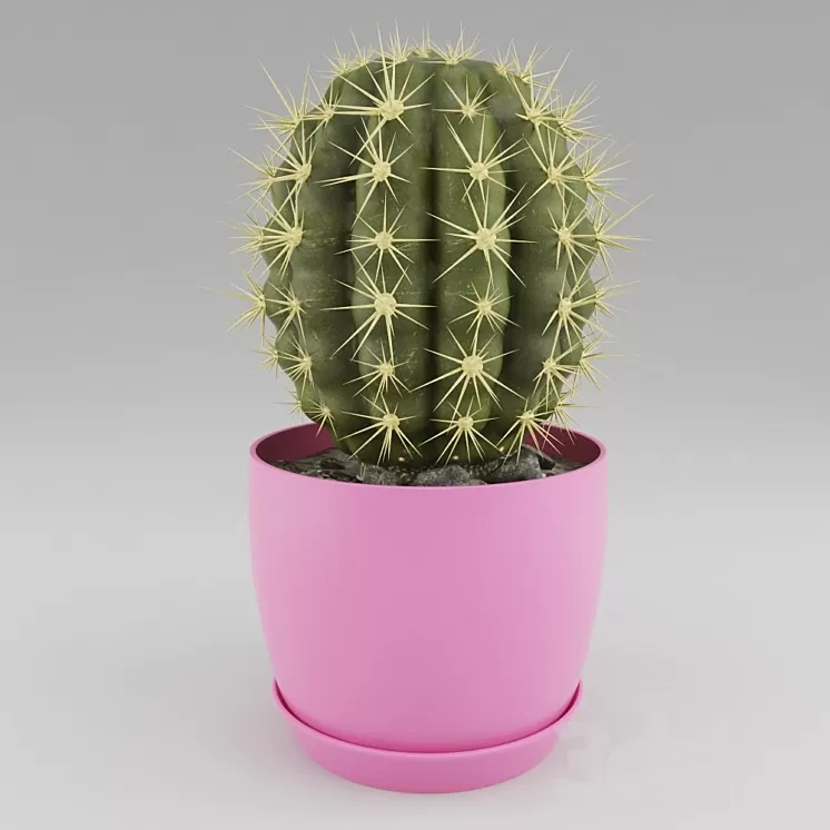 Cactus 3D Model Cactus 3D Model
