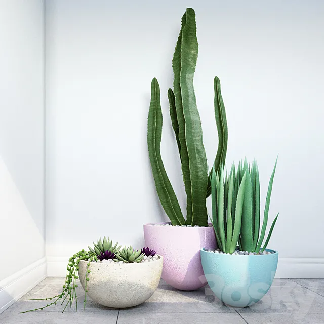 Cactus 3DModel Cactus 3DModel