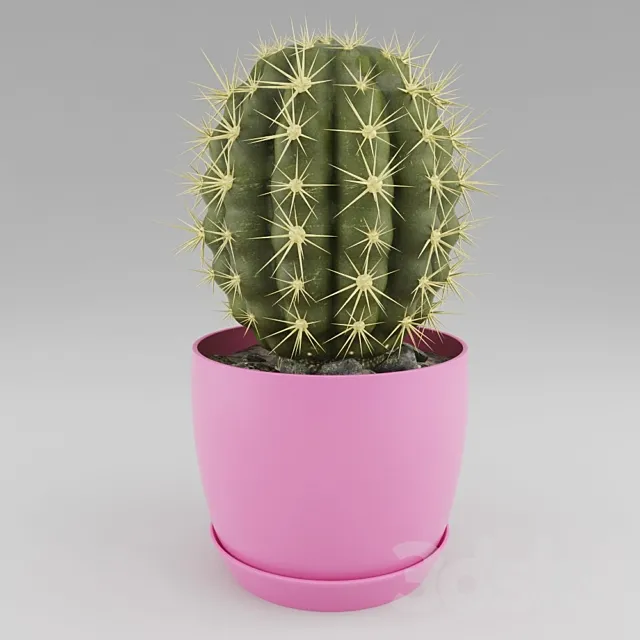 Cactus 3DModel - 3DSKY Decor Helper