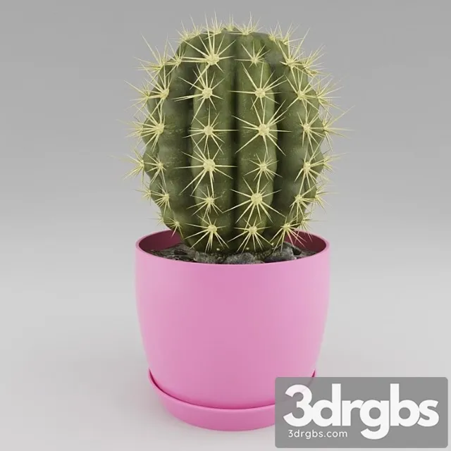 Cactus 9 3D Model Download