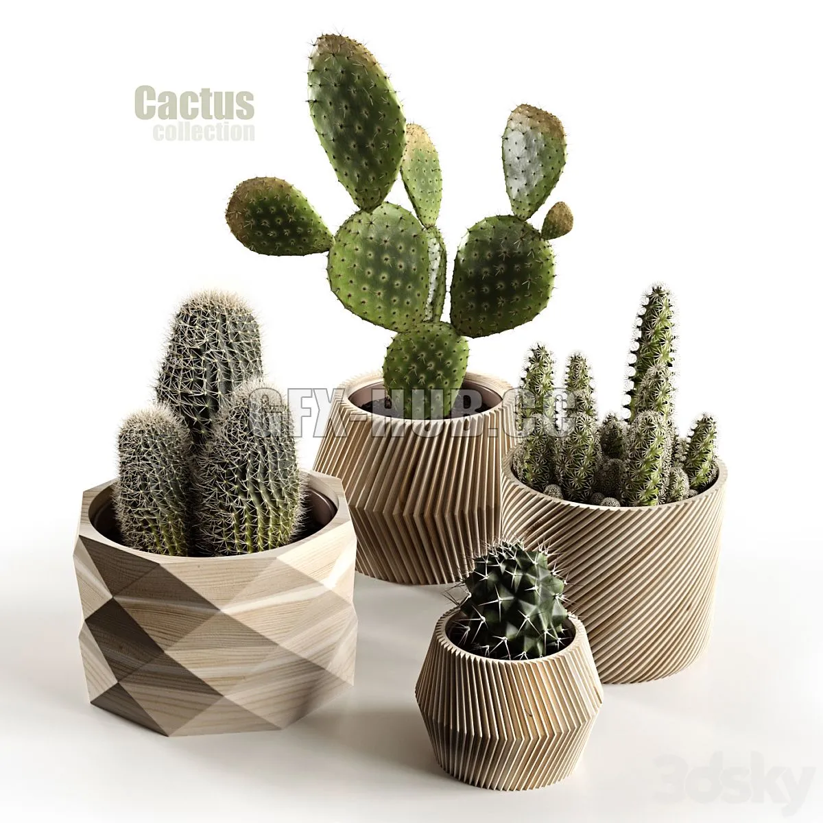 Cactus collection 3D Model Cactus collection 3D Model