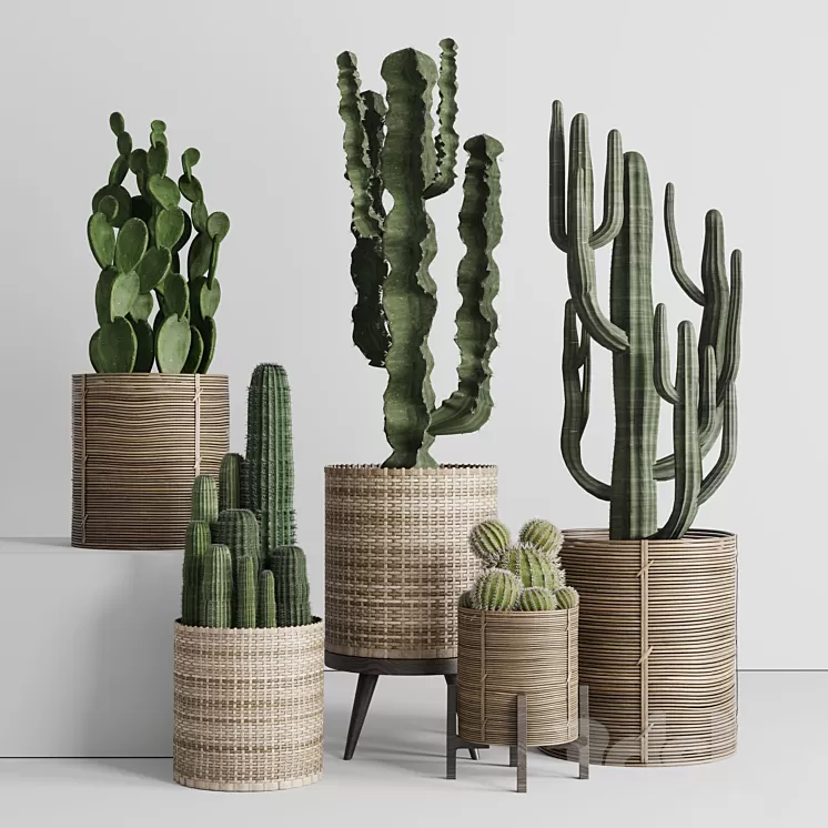 Cactus in basket 3D Model Free Download Cactus in basket 3D Model Free Download