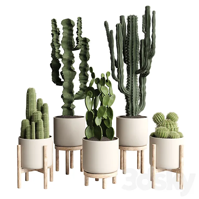 cactus pot collection indoor plant 186 wood vase 3DModel cactus pot collection indoor plant 186 wood vase 3DModel
