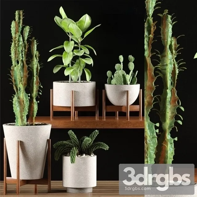 Cactus Pots Set 2 3D Model Download