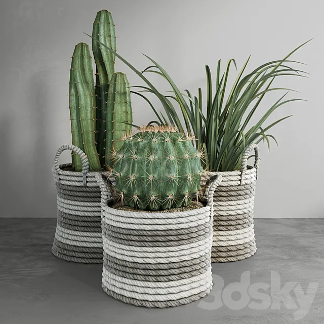 Cactus set 3D Model Cactus set 3D Model