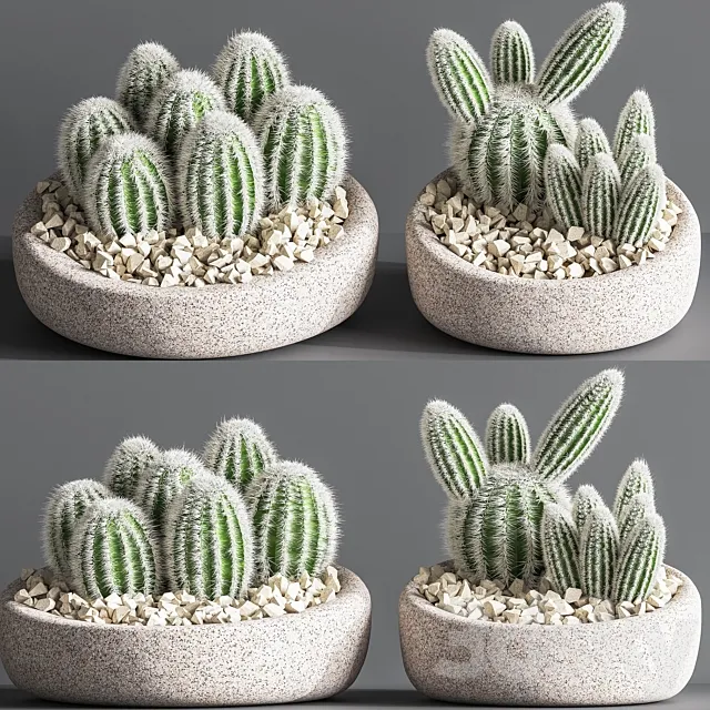 Cactus_01 3D Model Cactus_01 3D Model