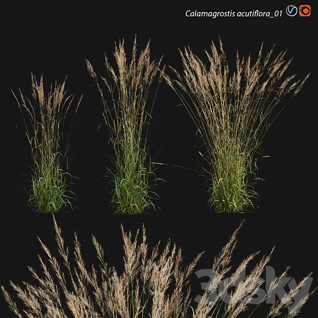 Calamagrostis acutiflora_01 3D Model Calamagrostis acutiflora_01 3D Model