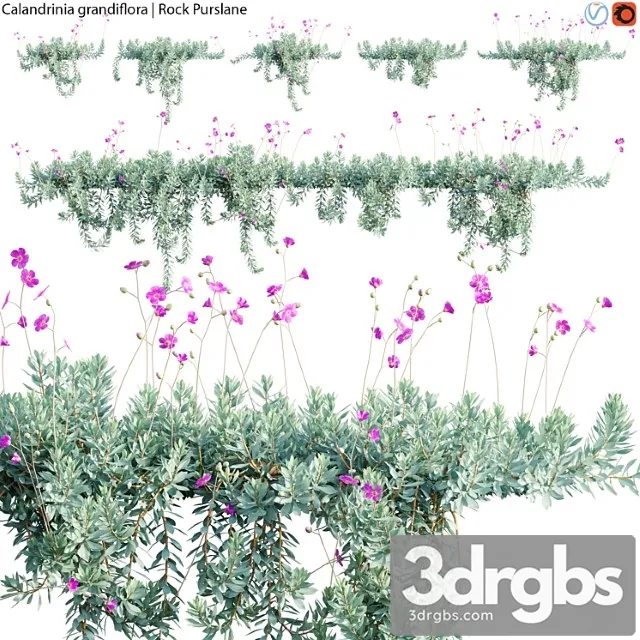 Calandrinia Grandiflora Rock Purslane 02 3D Model Download Calandrinia Grandiflora Rock Purslane 02 3D Model Download