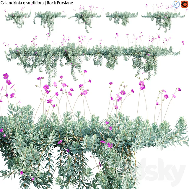 Calandrinia grandiflora – Rock Purslane – 02 3D Model