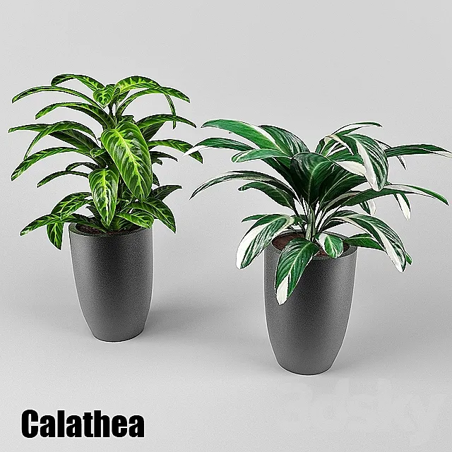 calathea 3D Model calathea 3D Model