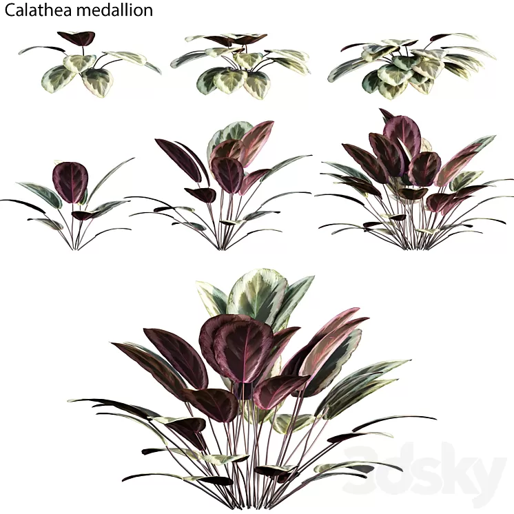 Calathea medallion 01 3D Model