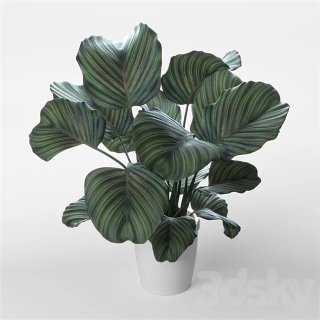 Calathea orbifolia 3D Model Calathea orbifolia 3D Model