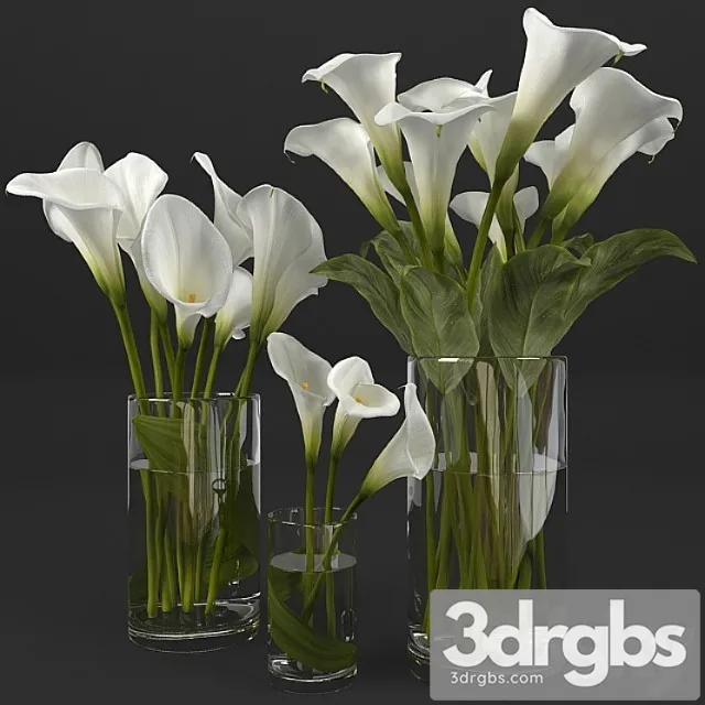 Calla Lily 12 3D Model Download Calla Lily 12 3D Model Download