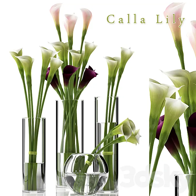CALLA LILY 2 3DModel CALLA LILY 2 3DModel