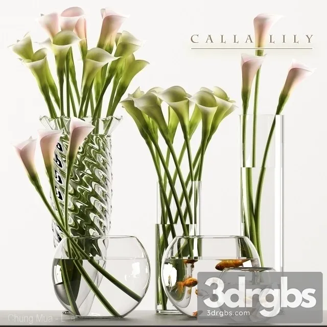 Calla Lily 3 3D Model Download Calla Lily 3 3D Model Download