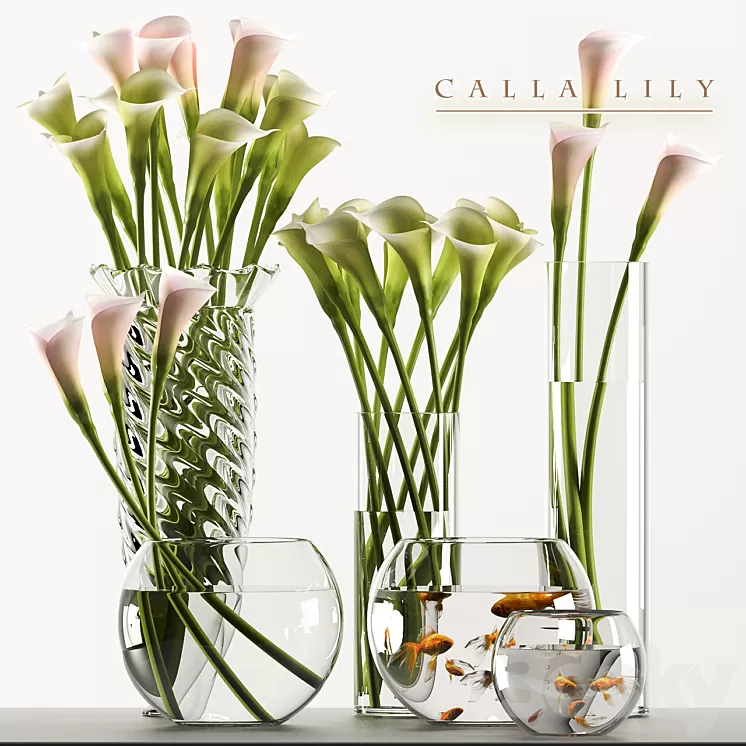 CALLA LILY 3 3D Model
