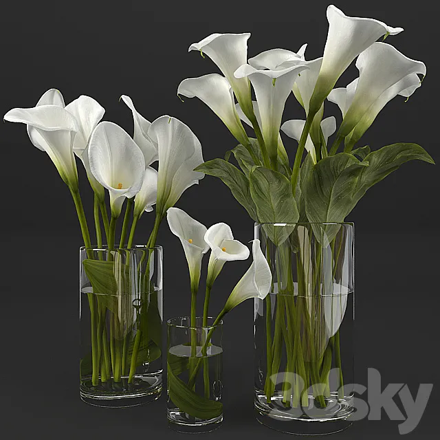 Calla lily 3D Model Calla lily 3D Model