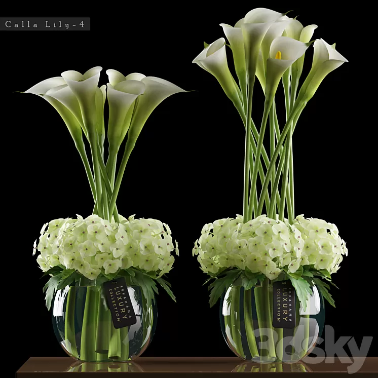 CALLA LILY 3D Model