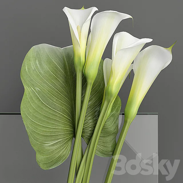 Callas 2 3DModel Callas 2 3DModel