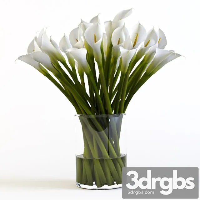 Callas 3D Model Download Callas 3D Model Download