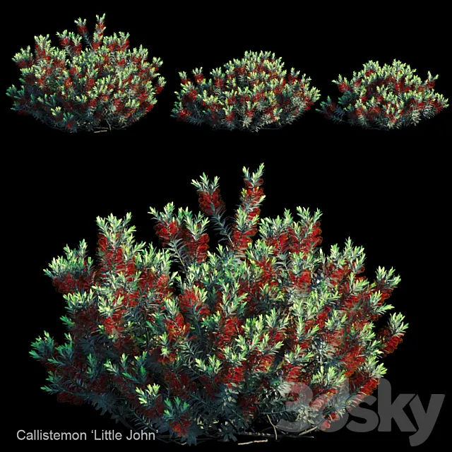 Callistemon | Little john 3D Model