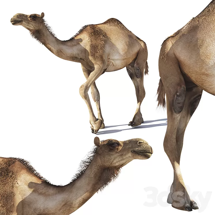 Camel 3D Model
