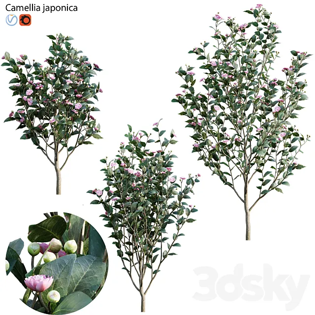 Camellia japonica – Japanese camellia 02 3D Model