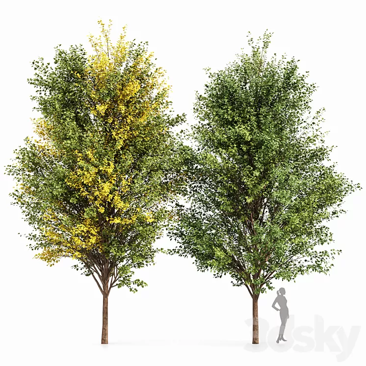 Canadian Poplar 2 Trees 3D Model Canadian Poplar 2 Trees 3D Model