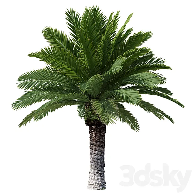 Canarian date Phoenix Canariensis V4 February+December 3D Model