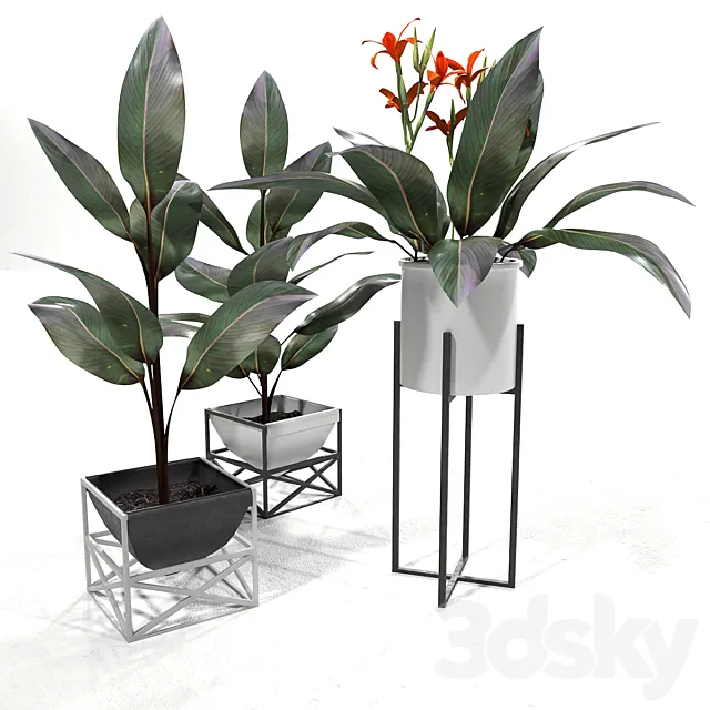 Canna plant set 2 3D Model