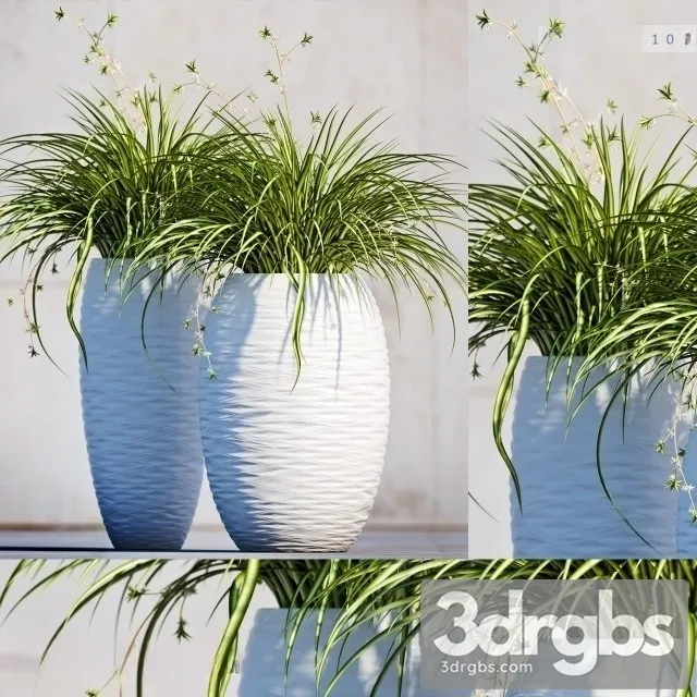 Carex Morrowii 3D Model Download