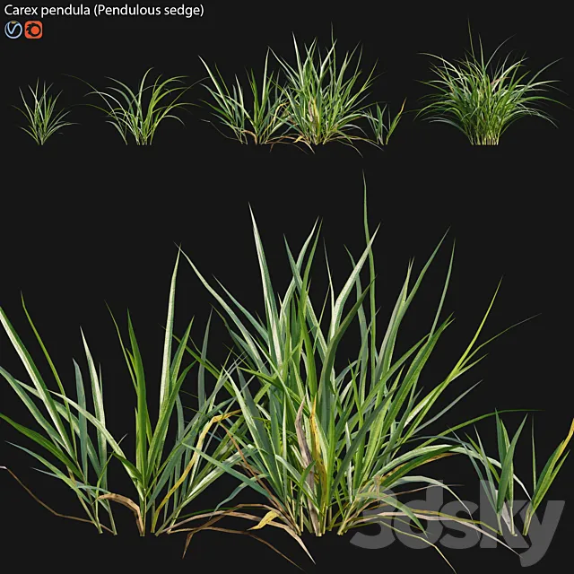 Carex pendula – Pendulous sedge -01 3D Model Carex pendula – Pendulous sedge -01 3D Model