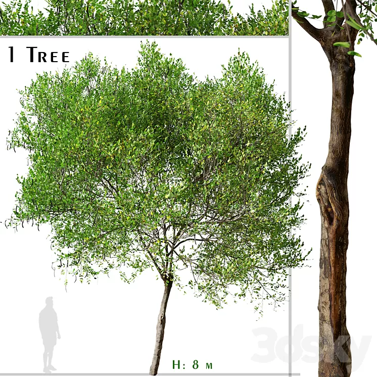 Carob Tree (Ceratonia siliqua) 3D Model