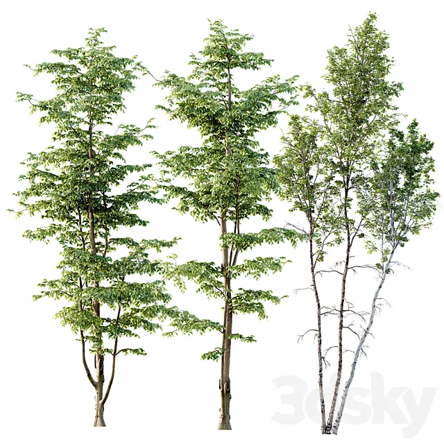 Carpinus Betulus 03 3D Model