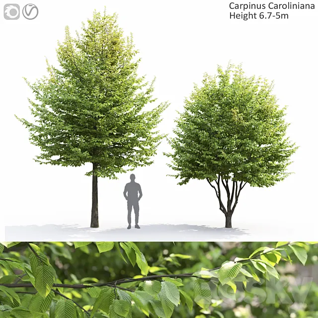 Carpinus Caroliniana 3D Model