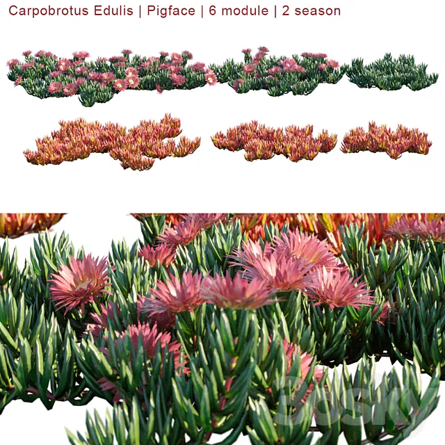 Carpobrotus Edulis | Pigface | 6 module | 2 season 3D Model Carpobrotus Edulis | Pigface | 6 module | 2 season 3D Model