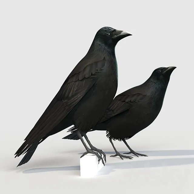 Carrion Crow (bird) 3D Model