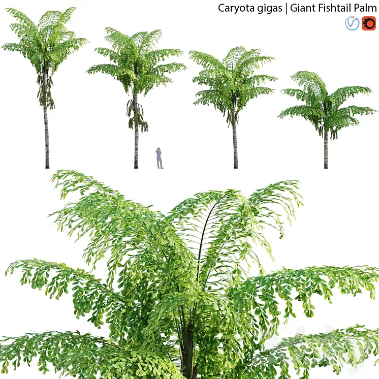 Caryota gigas – Giant Fishtail Palm – Caryota Mitis – 01 3D Model