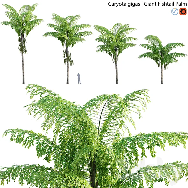Caryota gigas – Giant Fishtail Palm – Caryota Mitis – 01 3DModel
