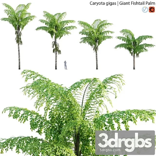 Caryota gigas – giant fishtail palm – caryota mitis – 01 Caryota gigas – giant fishtail palm – caryota mitis – 01